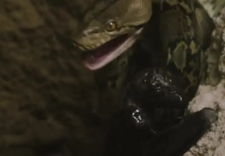 برای دیدن پایتون یک خفاش بلعیده را بلند کرد 23 برای دیدن پایتون یک خفاش بلعیده را بلند کرد