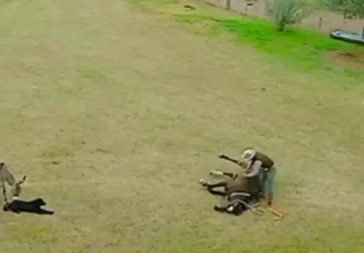 برای دیدن پس از یک کاهش ناگهانی ، یک اسب معجزه را نجات داد