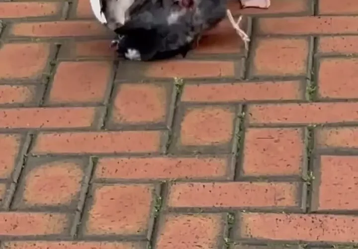 برای دیدن کبوتر شکار ظالمانه توسط swagull 7 برای دیدن کبوتر شکار ظالمانه توسط swagull