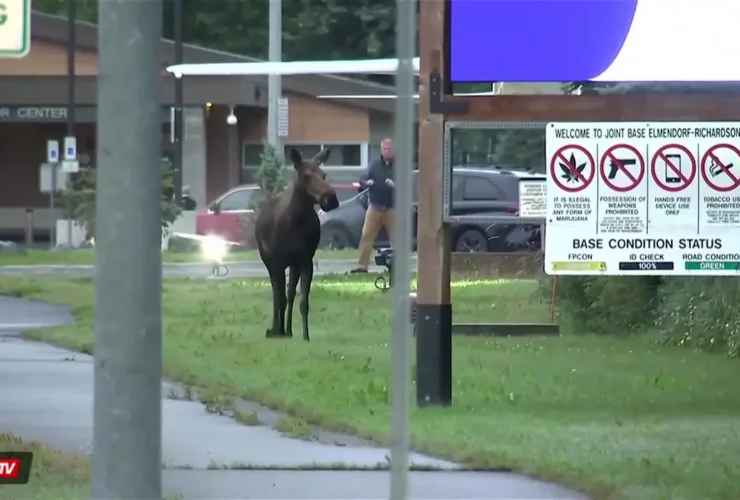 برای دیدن گوزنهای شمالی غیر منتظره ترامپ و پوتین مهمان 21 برای دیدن گوزنهای شمالی غیر منتظره ترامپ و پوتین مهمان