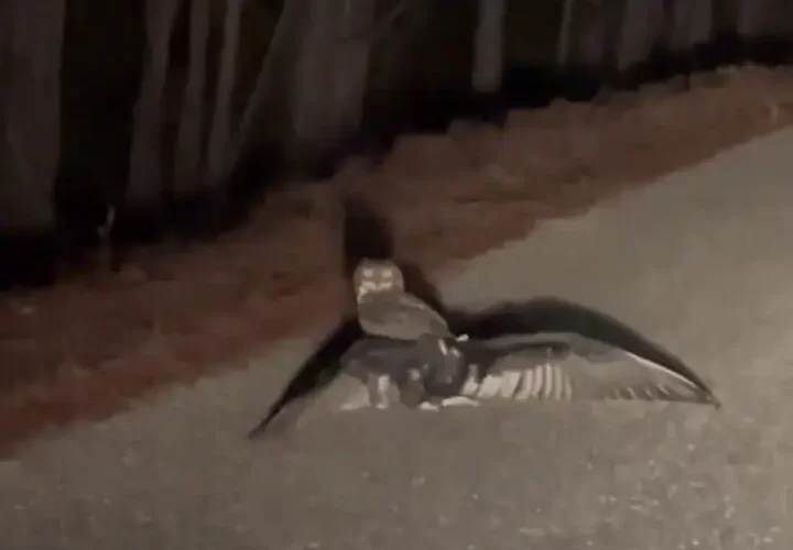 برای دیدن یک حمله عجیب و نادر از جغد بر روی عقرب 20 برای دیدن یک حمله عجیب و نادر از جغد بر روی عقرب