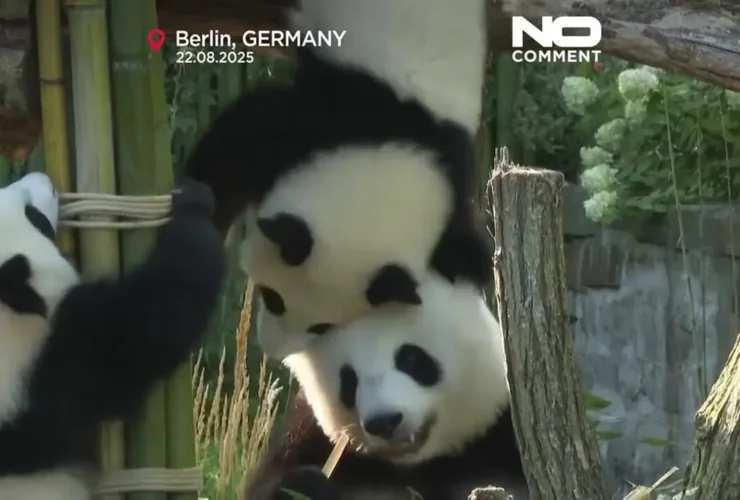 برای دیدن یک سال از تولد دوقلو برلین -تولد