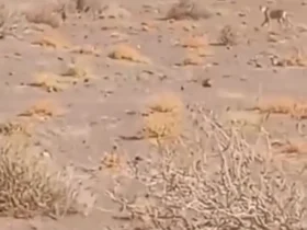 دیدن شمشیربازی آسیایی در منطقه توران