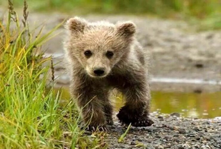 ردپای سرقت در ناپدید شدن توله سگ پانتیسان؟