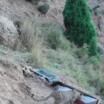 زندگی وحشی ایران ؛ تصاویر یک پلنگ را در ارتفاعات Firouzkuhuh بگیرید
