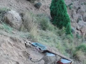 زندگی وحشی ایران ؛ تصاویر یک پلنگ را در ارتفاعات Firouzkuhuh بگیرید