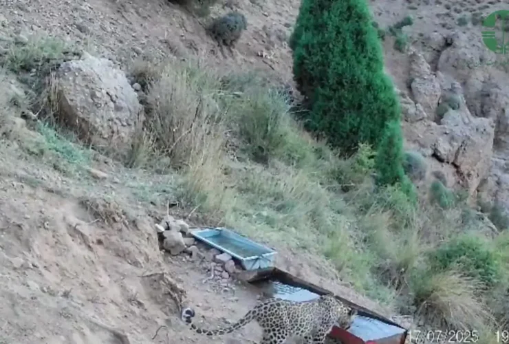 زندگی وحشی ایران ؛ تصاویر یک پلنگ را در ارتفاعات Firouzkuhuh بگیرید