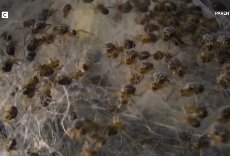 عنکبوتهای وحشتناک آفریقایی: کودکانی که مادران خود را زنده می خورند 16 عنکبوتهای وحشتناک آفریقایی: کودکانی که مادران خود را زنده می خورند