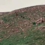 مادر و فرزندانش را در ارتفاعات شاهسوار ببینید