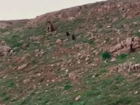 مادر و فرزندانش را در ارتفاعات شاهسوار ببینید