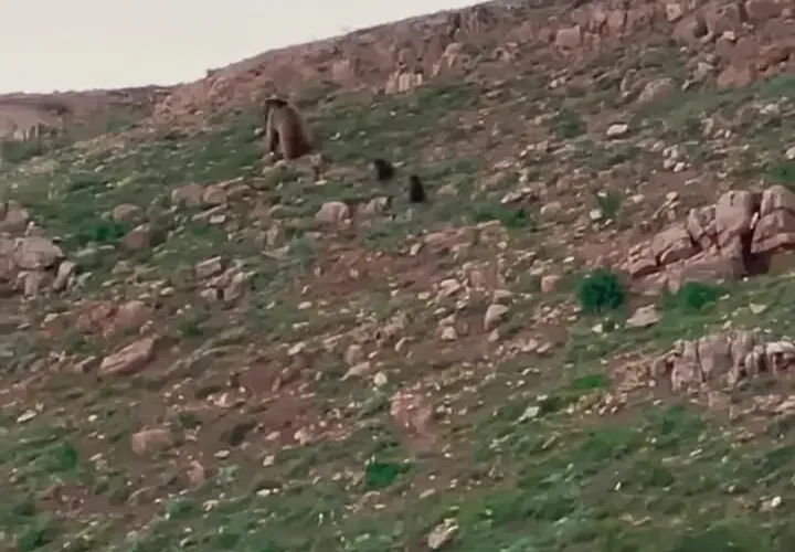 مادر و فرزندانش را در ارتفاعات شاهسوار ببینید