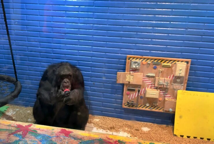 مبارزات بحث برانگیز تونیا هیدیکا با شامپو! 15 مبارزات بحث برانگیز تونیا هیدیکا با شامپو!