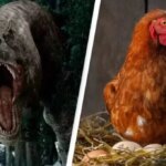 مرغ ها یکی از نزدیکترین بستگان زنده هستند