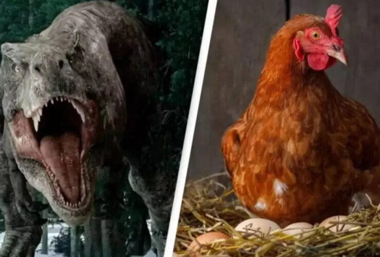 مرغ ها یکی از نزدیکترین بستگان زنده هستند