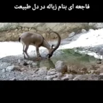 مشاهده یک "کل" کم آب در جعبه های فلزی دهان