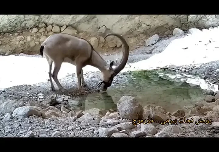 مشاهده یک "کل" کم آب در جعبه های فلزی دهان