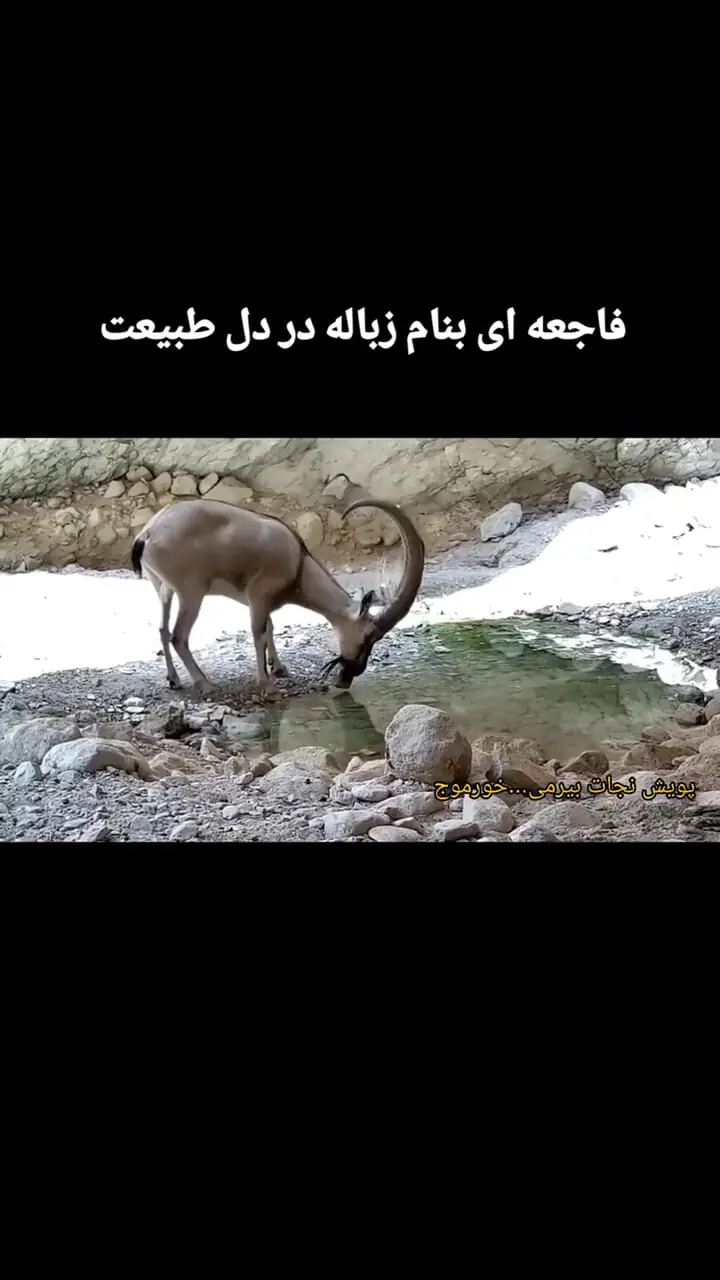 مشاهده یک "کل" کم آب در جعبه های فلزی دهان