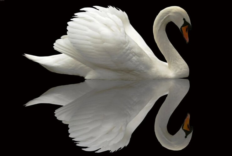 من این را شنیدم چون قوی است. 15 من این را شنیدم چون قوی است.