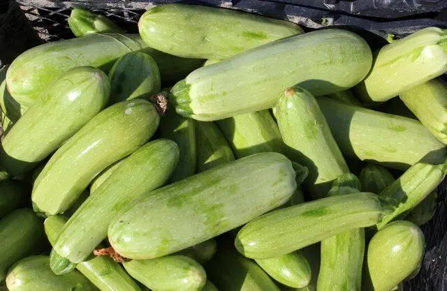 یک غذای مفید برای کاهش نفخ