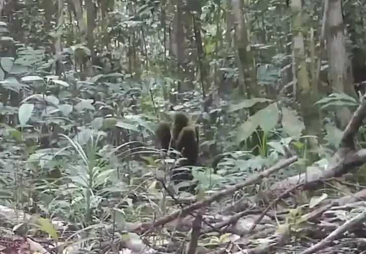 یک فیلم افسانه ای از پلنگ های ابر و فرزندان 3 یک فیلم افسانه ای از پلنگ های ابر و فرزندان