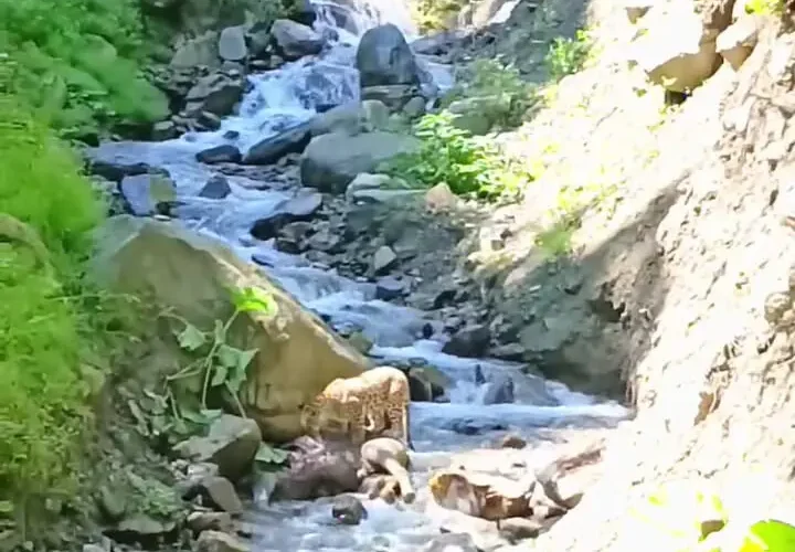 یک لاشه در جنگل های آمول را ببینید