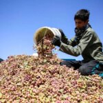 تصاویر برداشت بادام زمینی در شمال خراسان تحت کم آبی و قطع برق