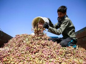 تصاویر برداشت بادام زمینی در شمال خراسان تحت کم آبی و قطع برق