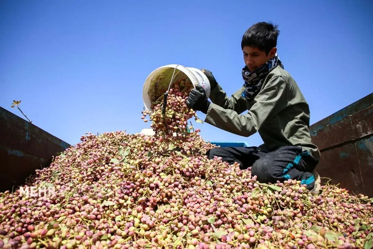 تصاویر برداشت بادام زمینی در شمال خراسان تحت کم آبی و قطع برق