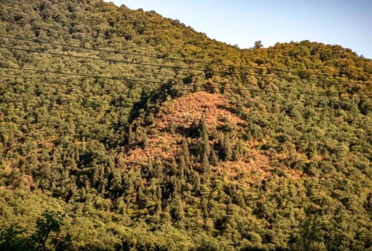 تصاویر خشکسالی در جنگل های هیرکانی