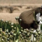 مشکلات قانونی بودن پرورش خشخاش ؛ خطر قاچاق انسان و اعتیاد