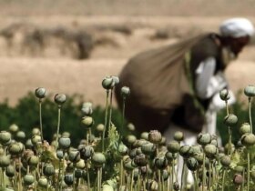 مشکلات قانونی بودن پرورش خشخاش ؛ خطر قاچاق انسان و اعتیاد