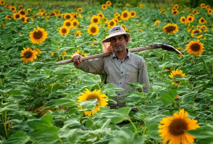 تصاویر دانه روغن آفتابگردان