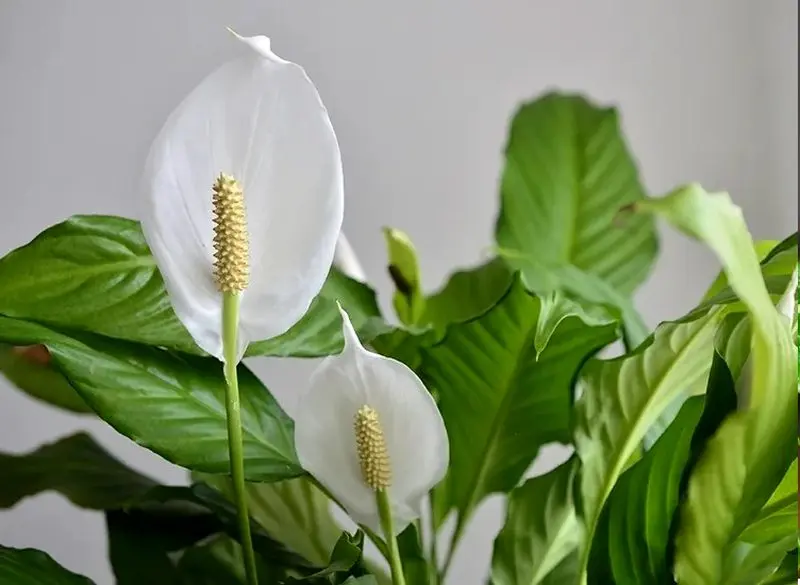     گیاهان