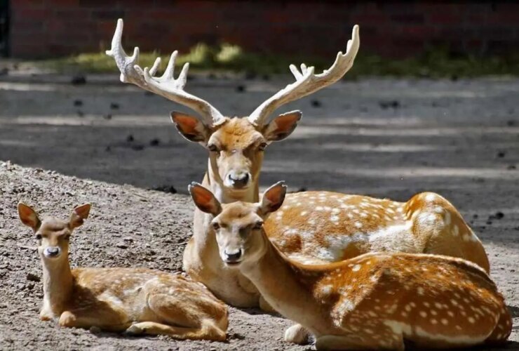 مشاهده سر گوزن زرد ایران در منطقه فندق