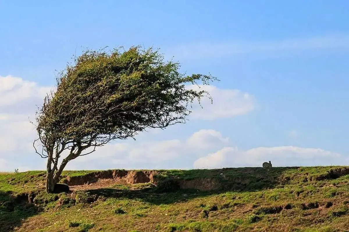 بارندگی شدید و وزش باد شدید در پایتخت