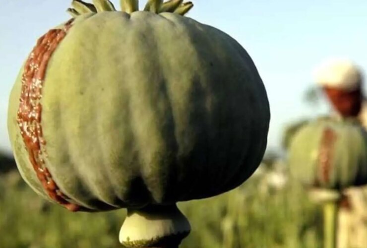 Poppy را گیاه کنید ، محصول خود را با اسپری هواپیمای نابود کنید 12 Poppy را گیاه کنید ، محصول خود را با اسپری هواپیمای نابود کنید