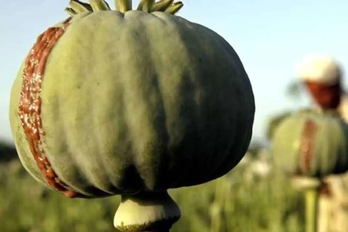 Poppy را گیاه کنید ، محصول خود را با اسپری هواپیمای نابود کنید