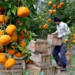 آیا آخرین قیمت میوه در تهران/ مرکبات گران است؟