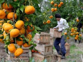 آیا آخرین قیمت میوه در تهران/ مرکبات گران است؟