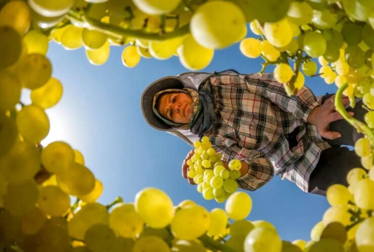 تصاویر پاییز شیرین انگور انگور قزوین 21 تصاویر پاییز شیرین انگور انگور قزوین