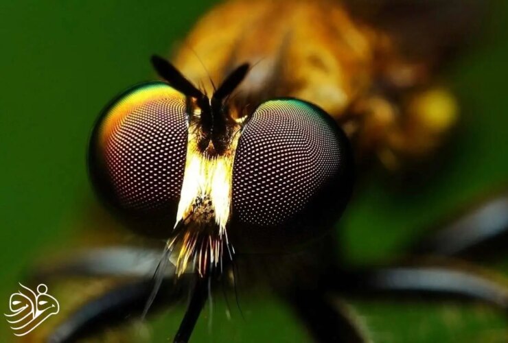 مگس ها چگونه جهان را می بینند؟ 16 مگس ها چگونه جهان را می بینند؟