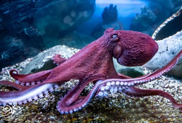 هشت پا هشتم ، همزمان چند کار را انجام می دهد! 23 هشت پا هشتم ، همزمان چند کار را انجام می دهد!