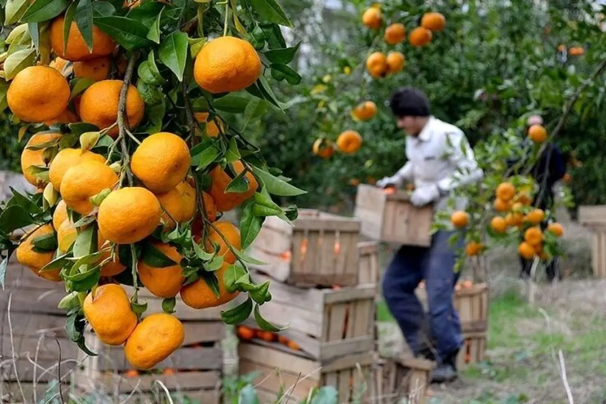 آیا آخرین قیمت میوه در تهران/ مرکبات گران است؟ 4 آیا آخرین قیمت میوه در تهران/ مرکبات گران است؟