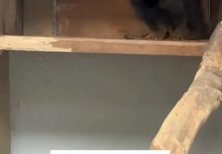 باغ وحش ورودی یک جفت میمون کمیاب و ترسناک به برزیل