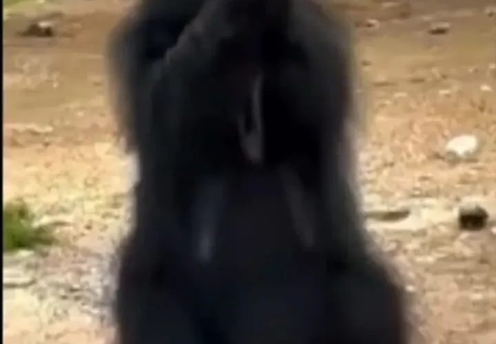 برای دیدن آنها می نوشند تا یک خرس وحشی باشد. 20 برای دیدن آنها می نوشند تا یک خرس وحشی باشد.