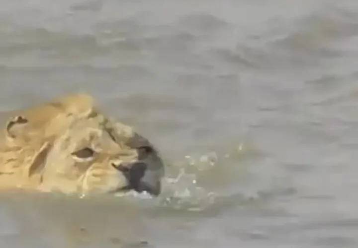 برای دیدن اسب آبی عصبانی شیر نر را در رودخانه تعقیب کرد 27 برای دیدن اسب آبی عصبانی شیر نر را در رودخانه تعقیب کرد