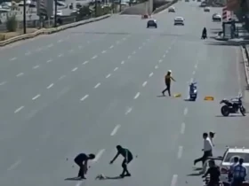 برای دیدن بازیابی توله سگ اردک از بزرگراه تهران