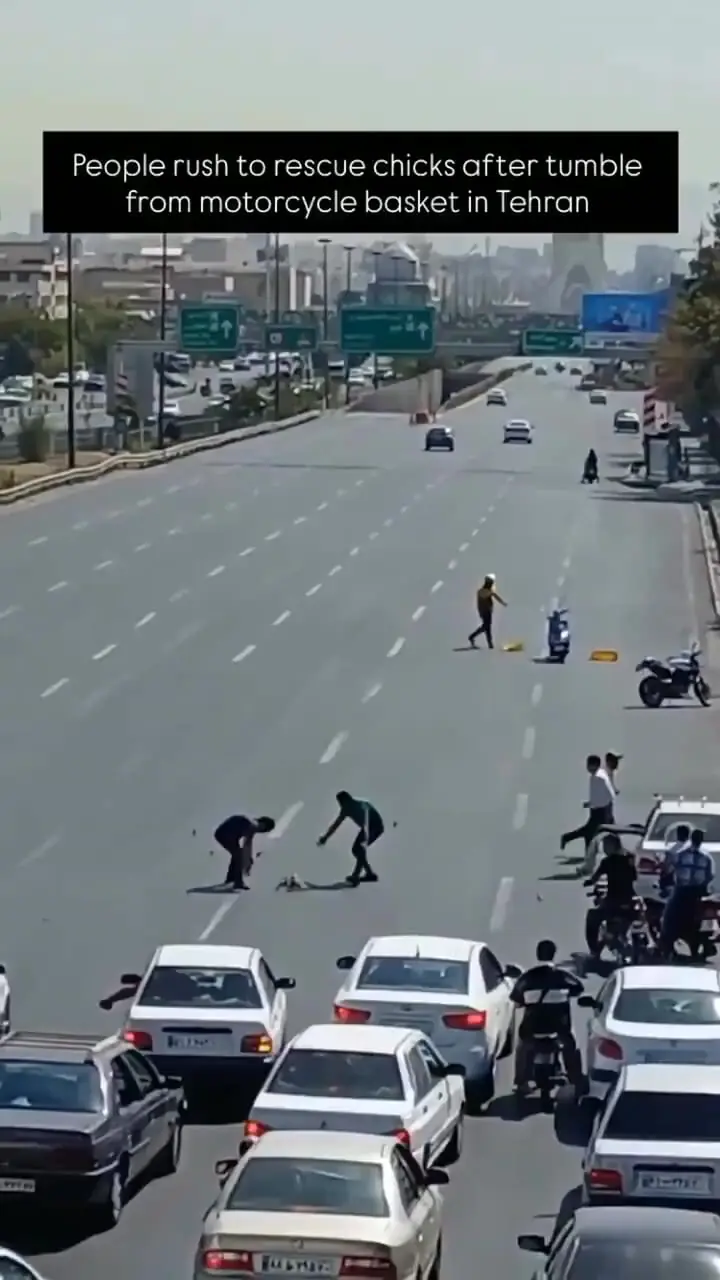 برای دیدن بازیابی توله سگ اردک از بزرگراه تهران