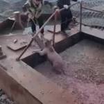 برای دیدن بازیابی سگ از مخزن زباله ماهی در روسیه
