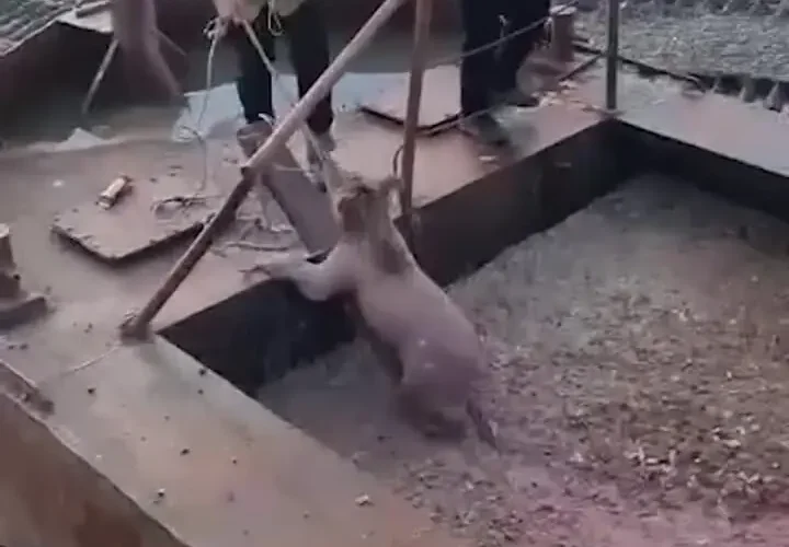 برای دیدن بازیابی سگ از مخزن زباله ماهی در روسیه